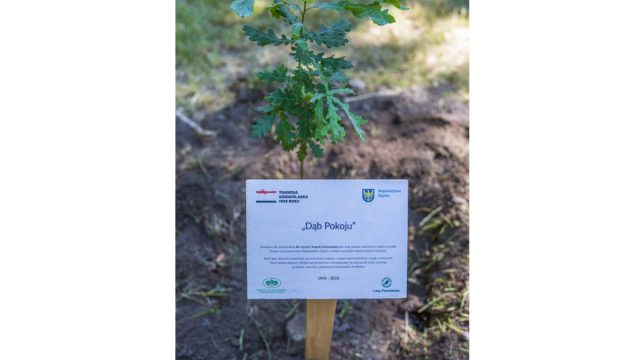 80 lat od Tragedii Górnośląskiej. Symboliczny dąb stanie przy Zameczku