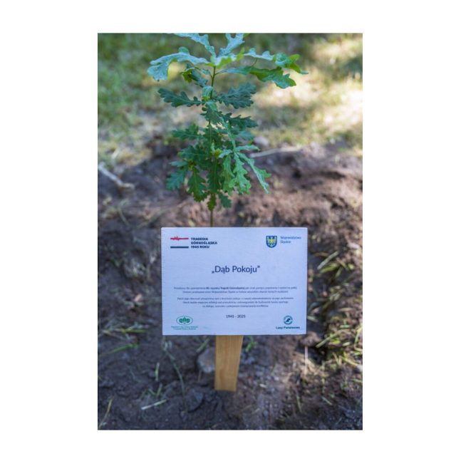 80 lat od Tragedii Górnośląskiej. Symboliczny dąb stanie przy Zameczku