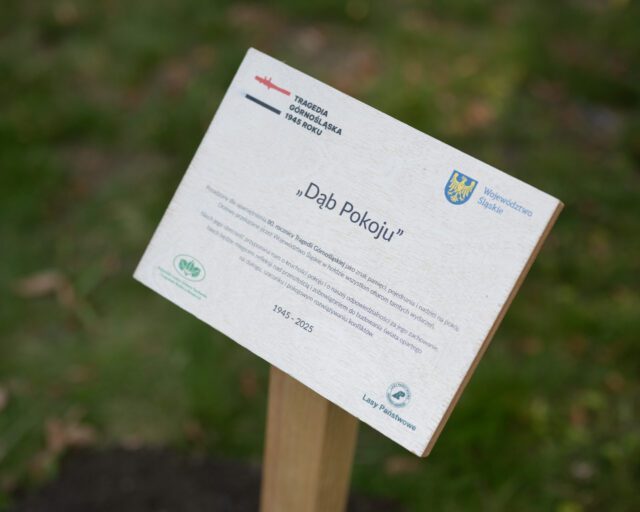 Dąb Pokoju posadzony w Siemianowicach Śląskich – upamiętnienie Tragedii Górnośląskiej