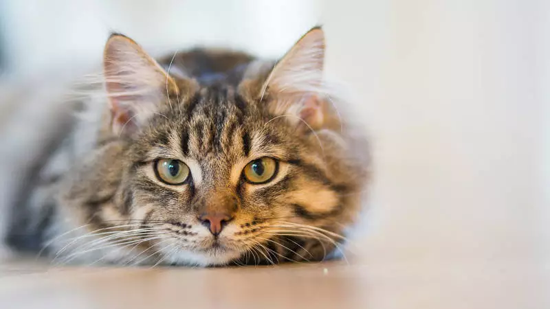 Mokra karma dla kota - kompleksowe spojrzenie na kocie żywienie