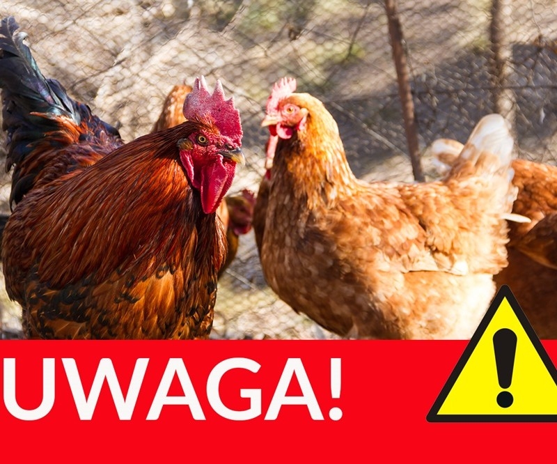 Ważna informacja dla posiadaczy drobiu. Grypa ptaków w Siemianowicach Śląskich!